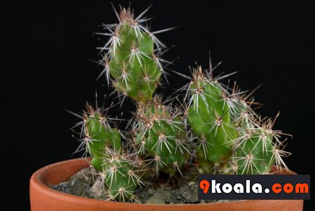 Corynopuntia grahamii