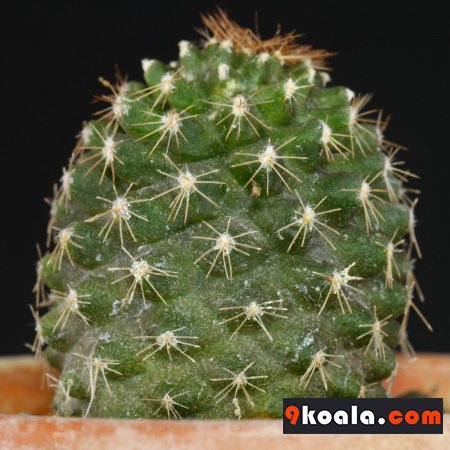 Copiapoa humilis subsp. tenuissima