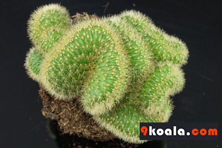 Cleistocactus winteri “Cristata”