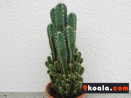 Cereus repandus - Florida
