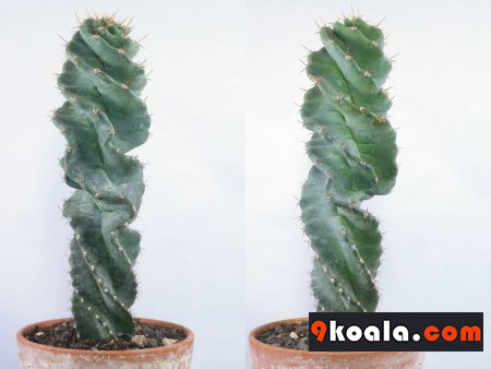Cereus jamacaru - Spiralis