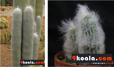 Cephalocereus senilis