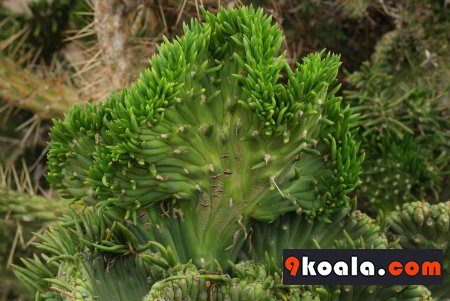 Austrocylindropuntia subulata - Cristata