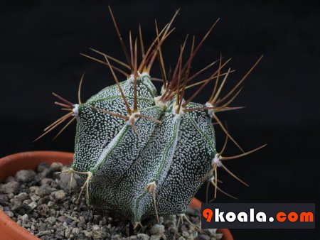Astrophytum ornatum var. mirbelii