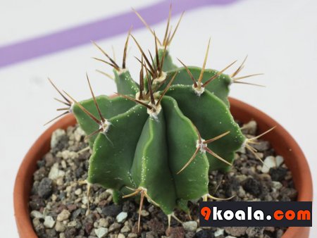 Astrophytum ornatum var. glabrescens