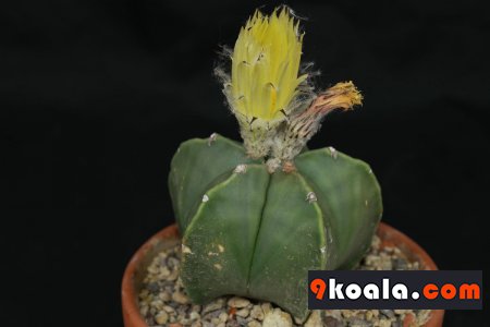 Astrophytum myriostigma - Nudum