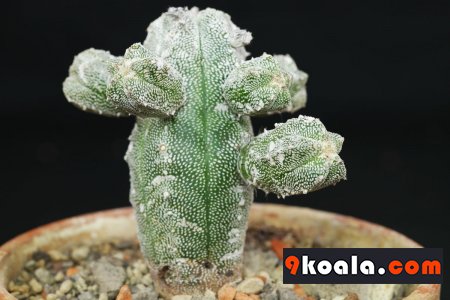 Astrophytum myriostigma - Huboki