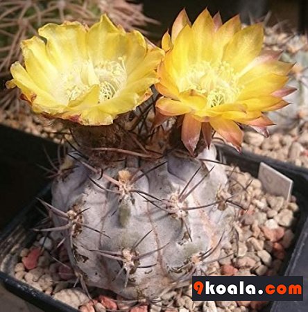 Acanthocalycium glaucum