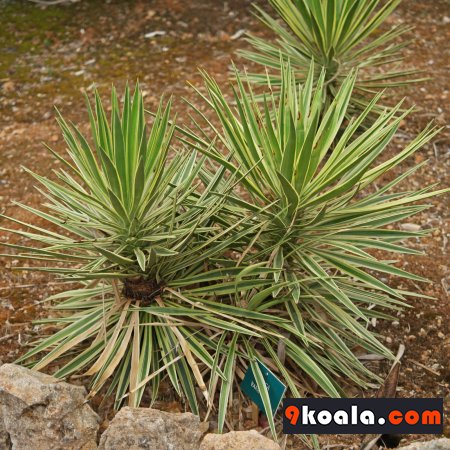 Yucca sp. - Variegata