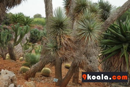 Yucca rostrata