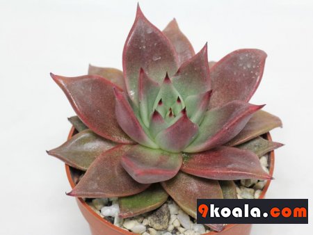 Echeveria agavoides Taurus