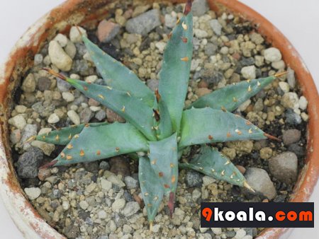 Agave utahensis var. nevadensis