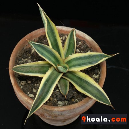 Agave univittata Quadricolor