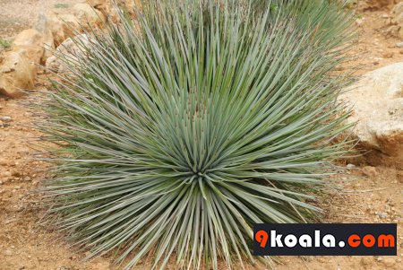 Agave striata