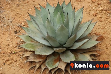 Agave potatorum