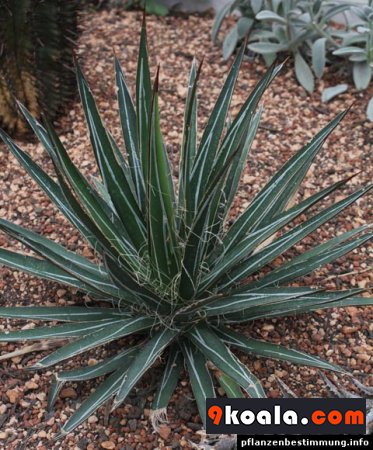 Agave parviflora