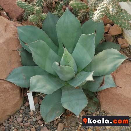 Agave parryi cactus caring