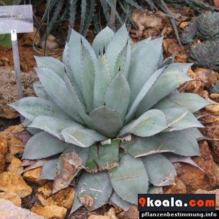 Agave parrasana