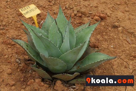 Agave ovatifolia