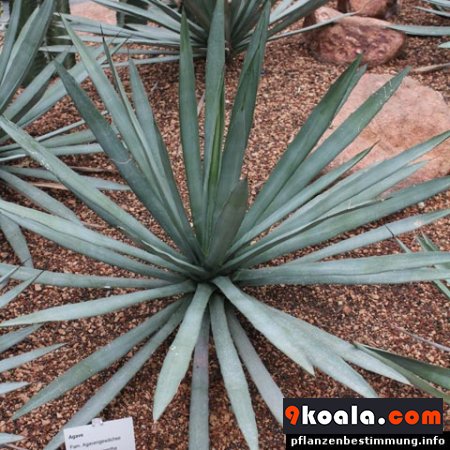 Agave macroacantha
