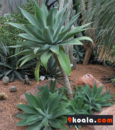 Agave attenuata
