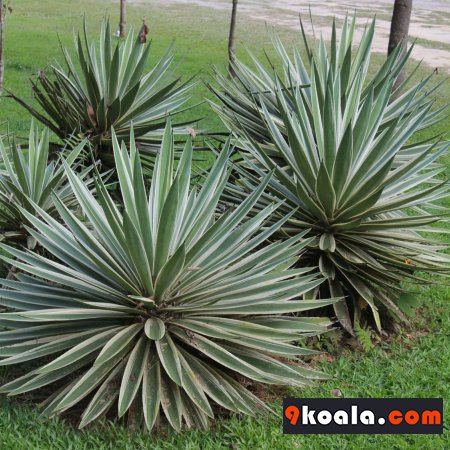 Agave angustifolia - Marginata