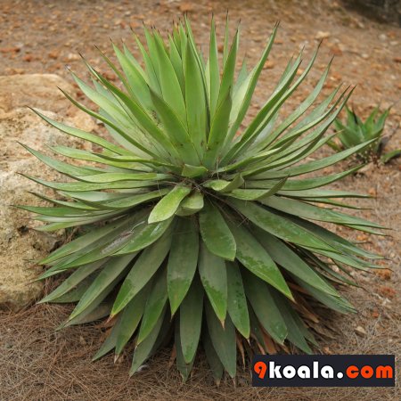 Agave angustifolia
