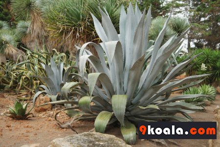 Agave americana