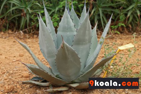 Agave applanata