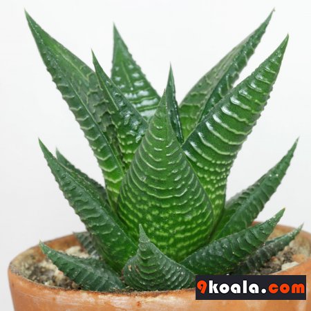 Haworthiopsis limifolia