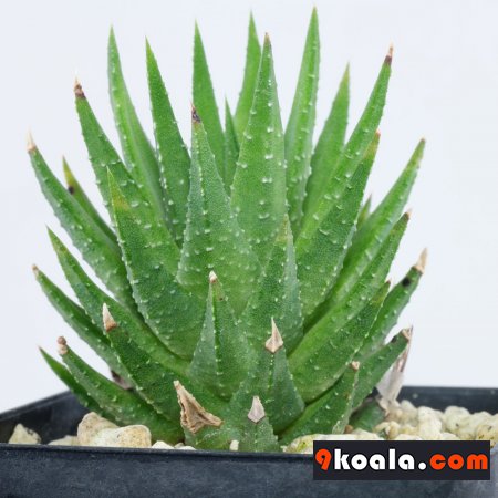 Haworthiopsis fasciata