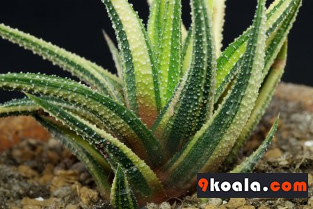 Haworthiopsis attenuata - Variegata