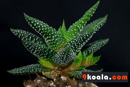 Haworthiopsis attenuata Enon