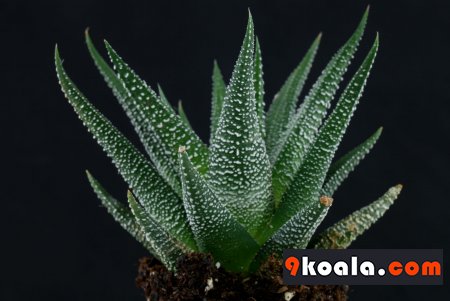 Haworthiopsis attenuata