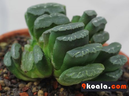 Haworthia truncata