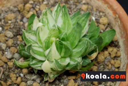 Haworthia reticulata - Variegata