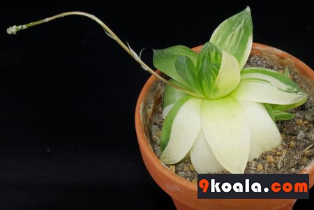 Haworthia cymbiformis - Variegata