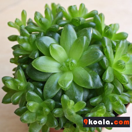 Haworthia cymbiformis
