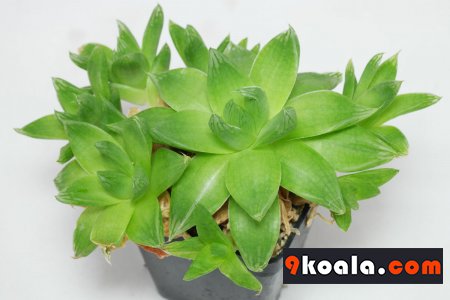 Haworthia cooperi