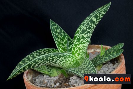 Gonialoe variegata