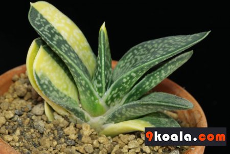 Gasteria sp. - Variegata