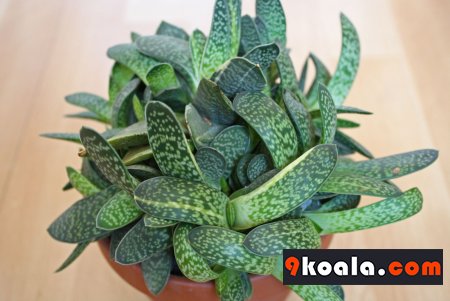 Gasteria obliqua cv.