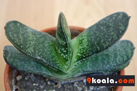 Gasteria disticha