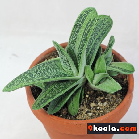 Gasteria - Little Warty