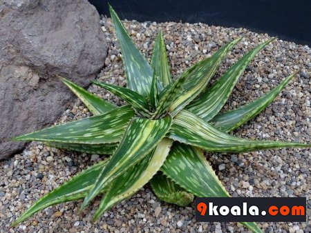 Aloe somaliensis