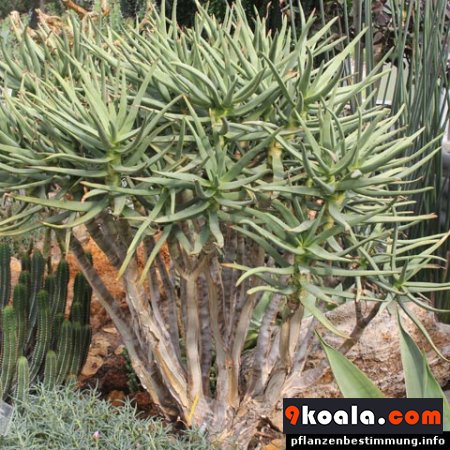 Aloe ramosissima