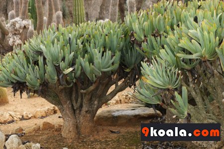 Aloe plicatilis