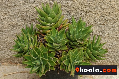 Aloe perfoliata