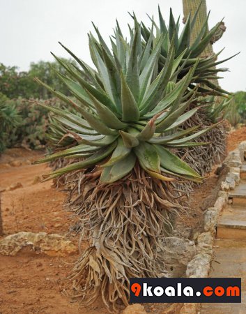 Aloe marlothii