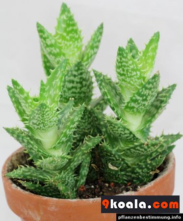 Aloe juvenna